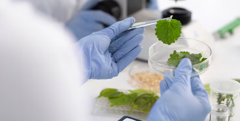Genetically Modified Organism (GMO) Testing
